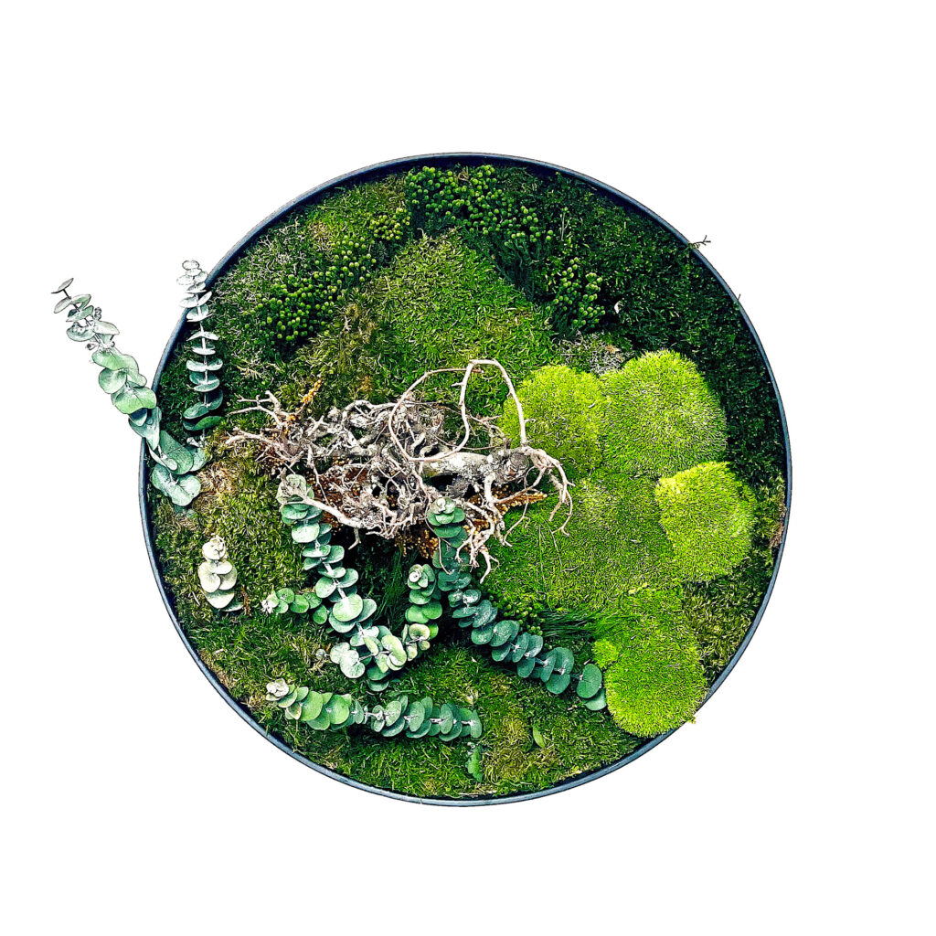 Bonsai